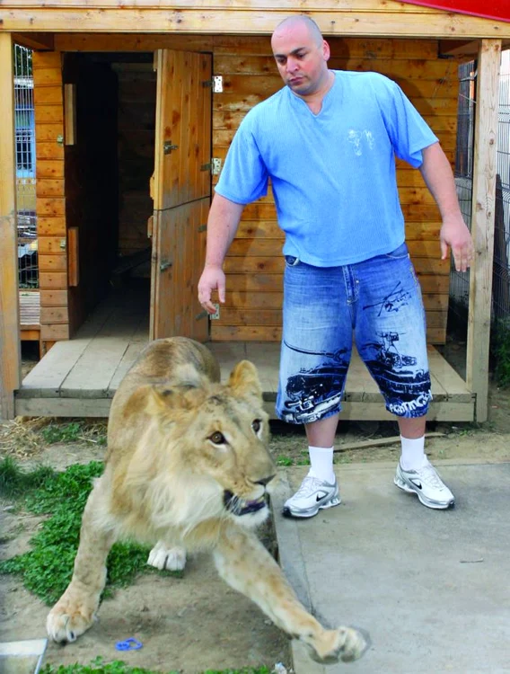 
    Paco are doi ani  şi 120 de kilograme  şi se hrăneşte cu  carne de vită  