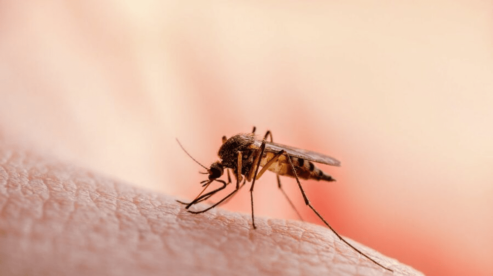 Un brăilean infectat cu virusul West Nile a murit. O femeie, tot din Brăila, este în stare critică