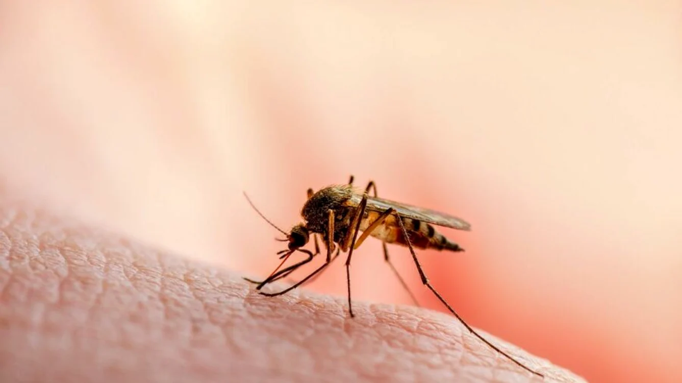 Primul caz de infectare cu West Nile înregistrat anul acesta la Iaşi FOTO Shutterstock jpeg