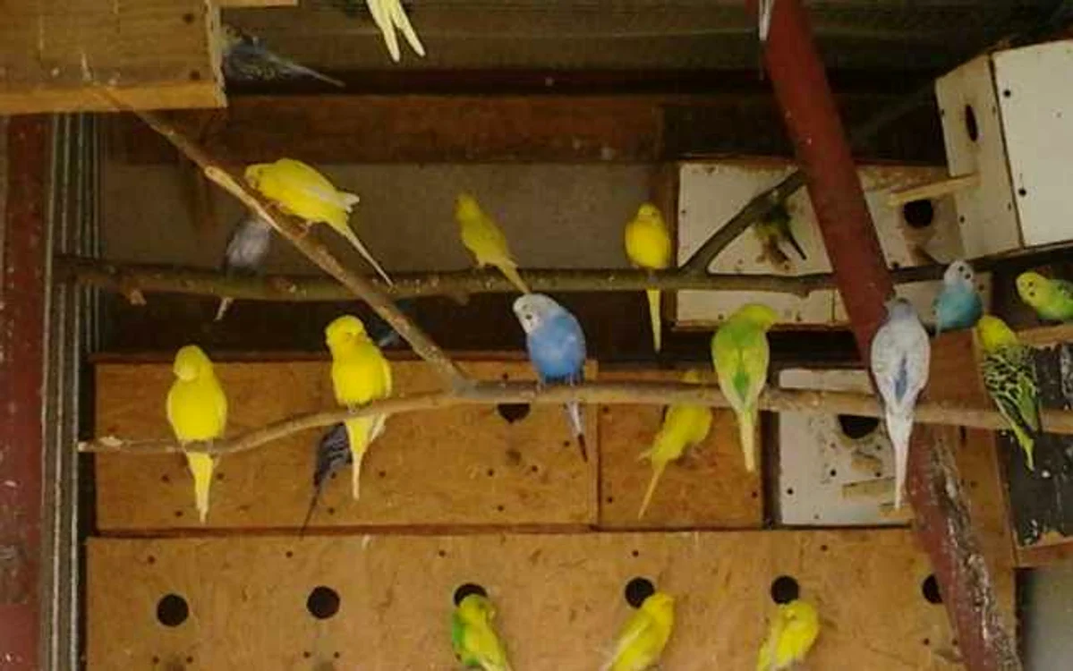 Bărbatul îngrijeşte zeci de papagali