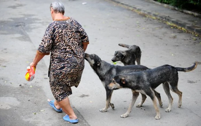 Maidanezii de pe lângă blocuri sunt hrăniţi de locuitori din zonă. FOTO Mediafax