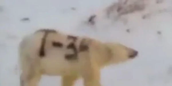 Urs polar vopsit cu insemnele tancului sovietic T-34 Captura YouTube