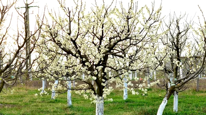 De ce se văruiesc pomii - Foto: Arhiva Click!