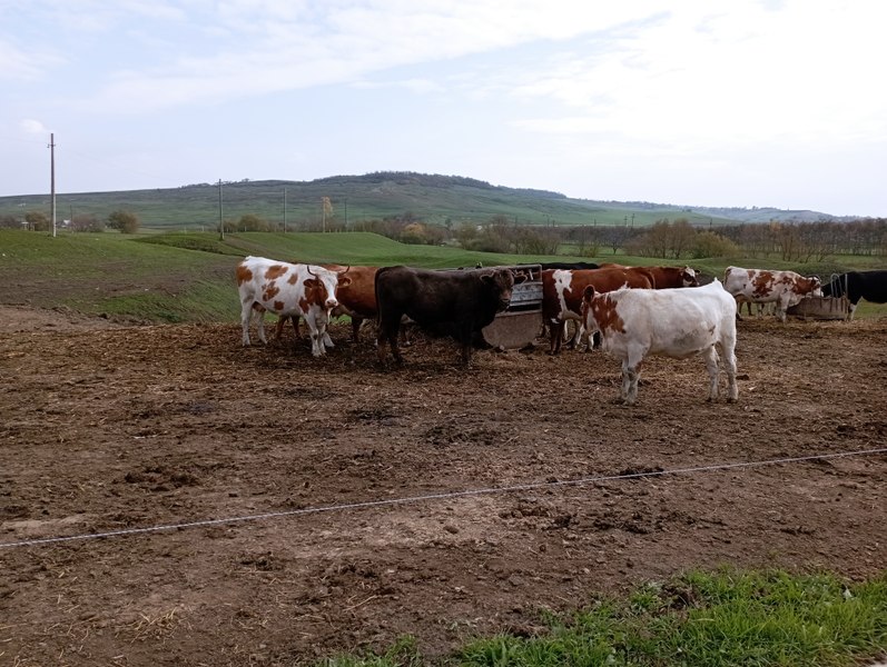 Se prăbușește „împărăția laptelui”. Seceta, scumpirile și munca plătită în bătaie de joc adâncesc sărăcia în lumea rurală
