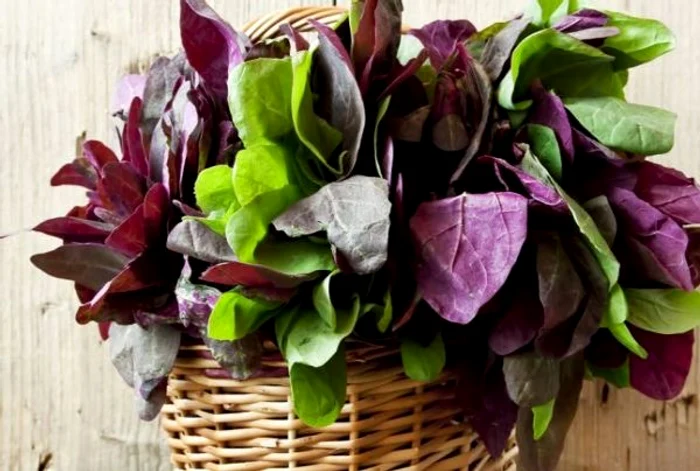 Loboda este plină de vitamine și minerale FOTO: Arhivă