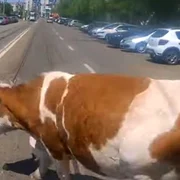 vaca bulevard iasi captură video jpg