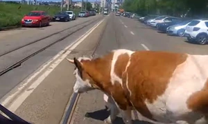 vaca bulevard iasi captură video jpg