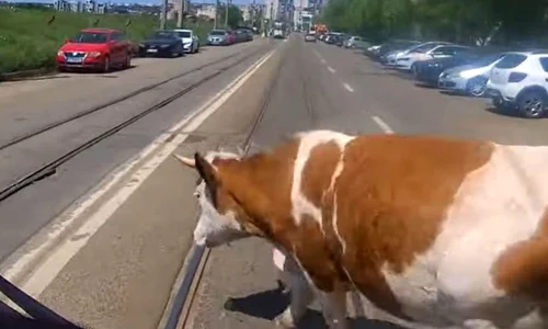 vaca bulevard iasi captură video jpg
