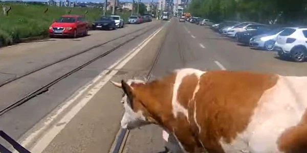 vaca bulevard iasi captură video jpg