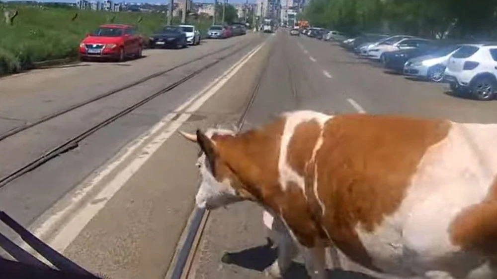 Moment incredibil în Iași: o vacă a traversat tacticoasă un bulevard aglomerat printre mașini
