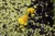 5 planta carn shutterstock 1846526668 jpg jpeg