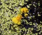 5 planta carn shutterstock 1846526668 jpg jpeg
