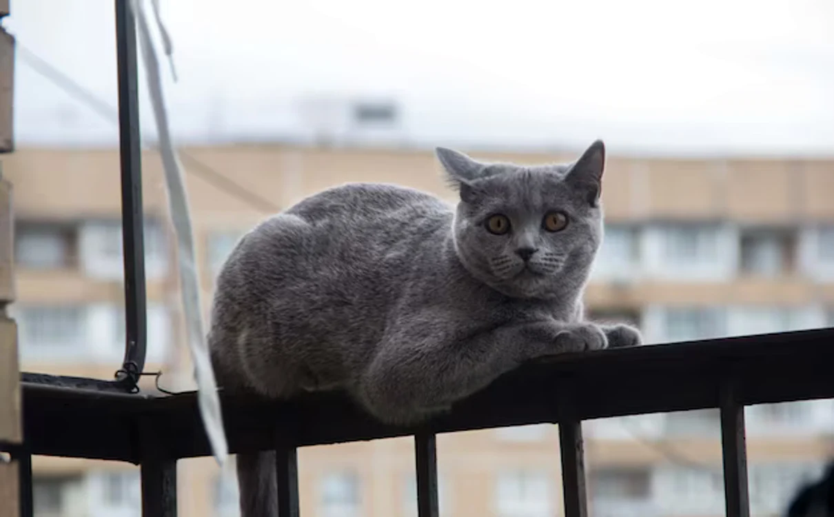 Balcoanele pot fi periculoase pentru animale / foto: Freepik