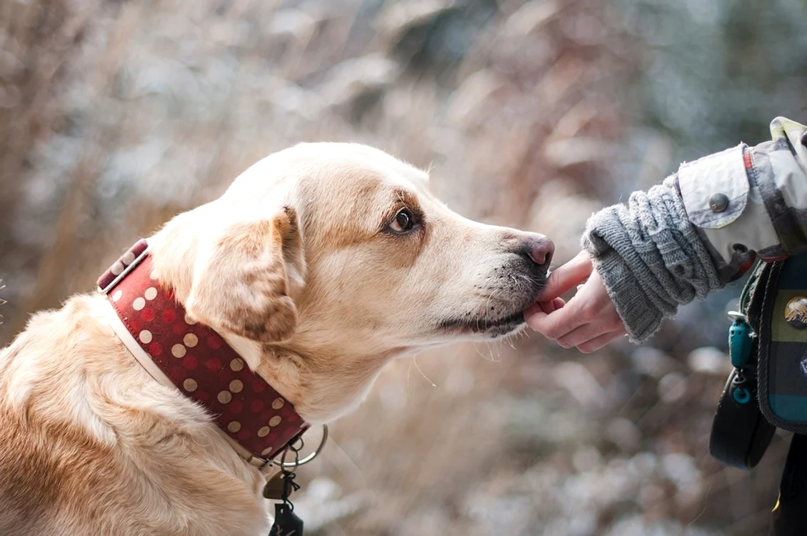 1 dog 1861839 960 720 jpg jpeg