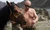 VIDEO FOTO Macho-ul Rusiei, Vladimir Putin, la bustul gol în Siberia