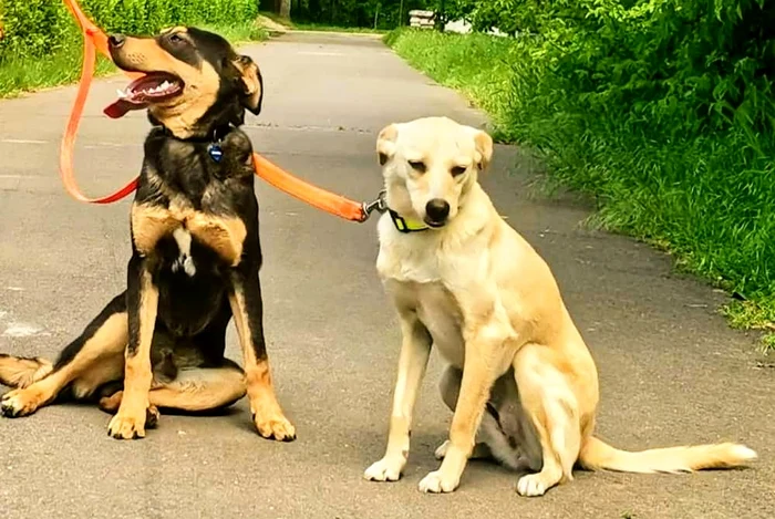Luna și Tazz au fost salvați de „Ajutați-l pe Lăbuș“ FOTO: Corina Grigore