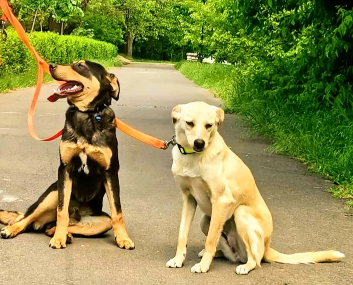 Luna și Tazz au fost salvați de „Ajutați-l pe Lăbuș“ FOTO: Corina Grigore
