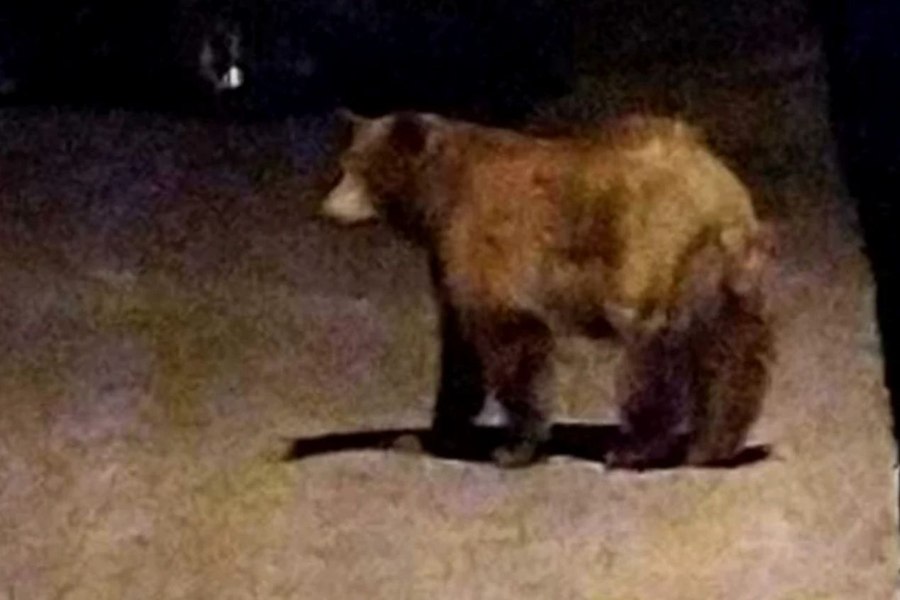 Ursul Rambo a recidivat în zona unde a fost relocat. Două atacuri nocturne în gospodăriile din Chiojdu, Buzău