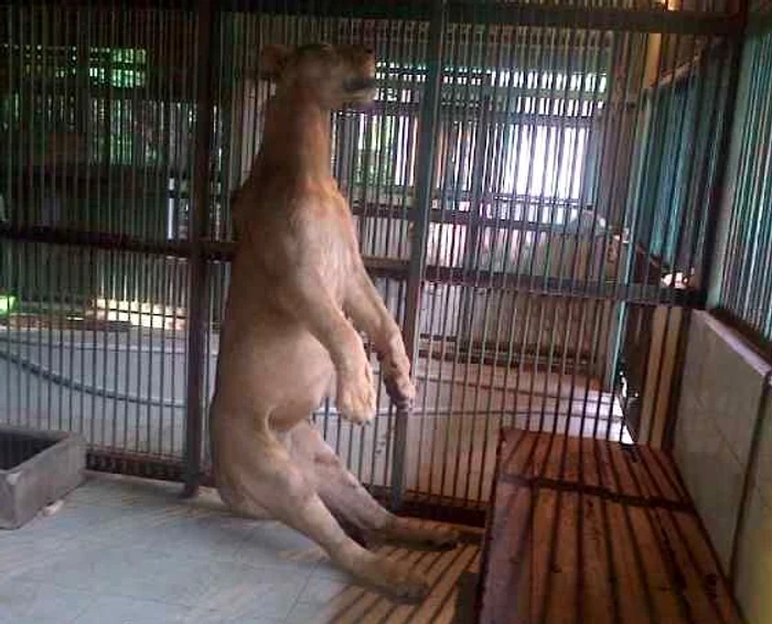 Leu, găsit spânzurat în «Grădina Morţii». Imagini terifiante