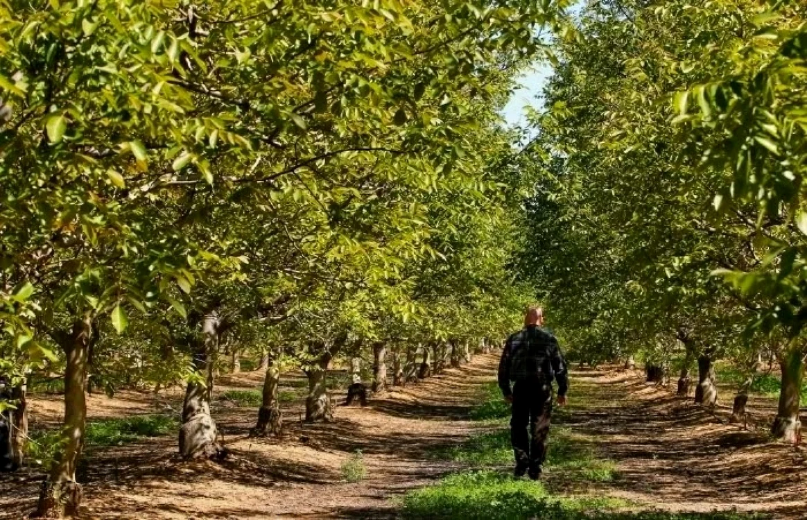 Pădure de nuci din Republica Moldova Foto moldnova eu