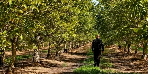 Pădure de nuci din Moldova Foto moldnova eu 