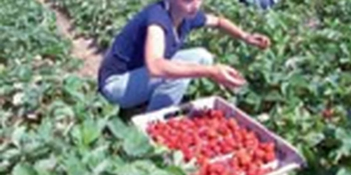 Imigranţii muncesc în Spania în agricultură