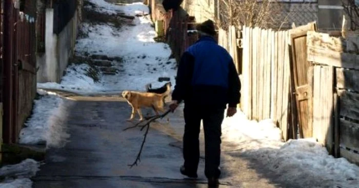 Câini comunitari. Arhivă