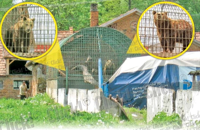 Autorităţile recunosc că spaţiul în care trăiesc animalele este prea mic (Fotografii: Flavia Cistian)