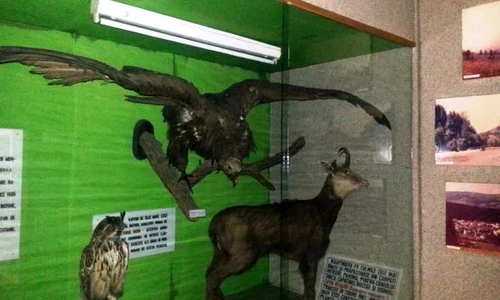 Cum a dispărut vulturul pleșuv brun din România jpeg