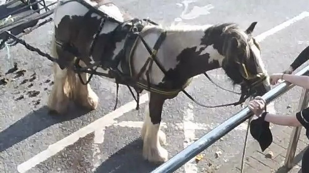 Un ponei a fost lăsat în parcare fără mâncare și apă, în timp ce stăpânul a mers la cârciumă. Ce pedeapsă a primit bărbatul