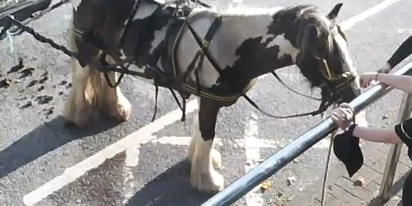 2 pony carpark webp