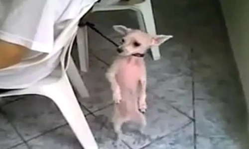 catel dansator jpeg