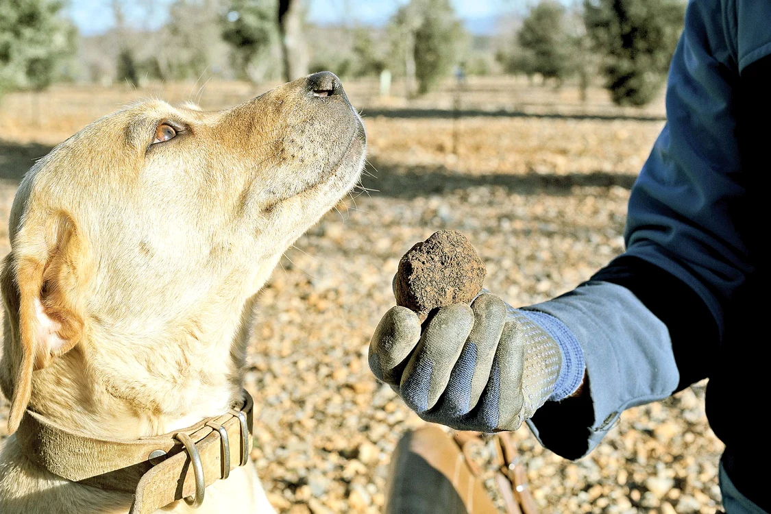 Căutător de trufe. Datorită mirosului lor, labradorii şi câinii din rasa golden retriever sunt folosiţi la detectarea trufelor
