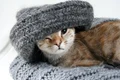 pisica pisici cat 1024x682 jpg