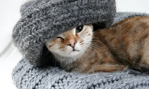 pisica pisici cat 1024x682 jpg