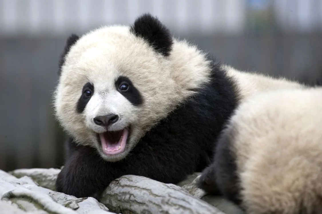 Un urs panda a vrut să evadeze, dar nu i-a ieşit! (foto: Caters)