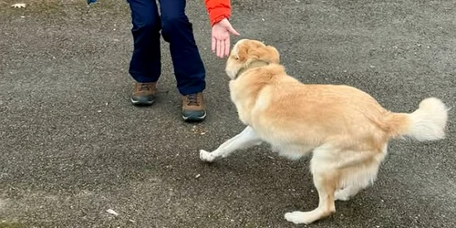 Maia Sandu plimbare caine FOTO Instagram jpeg
