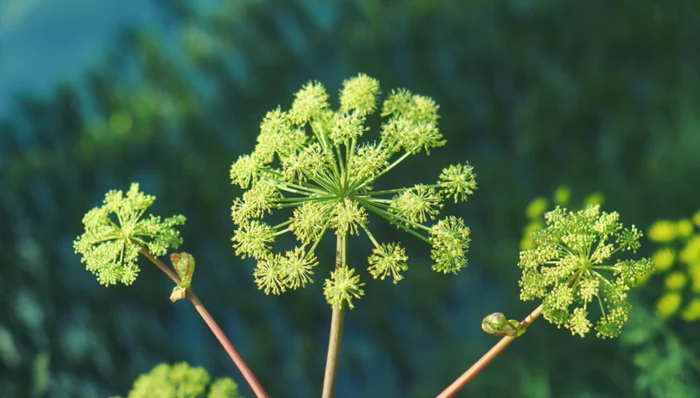 Preparatele din angelică sunt contraindicate femeilor gravide şi diabeticilor.Foto: Shutterstock
