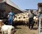 măsuratul oilor la podeni-mehedinti FOTO Alexandra Georgescu