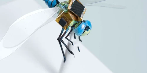insecta drona jpg