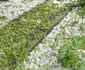 grindina corabia