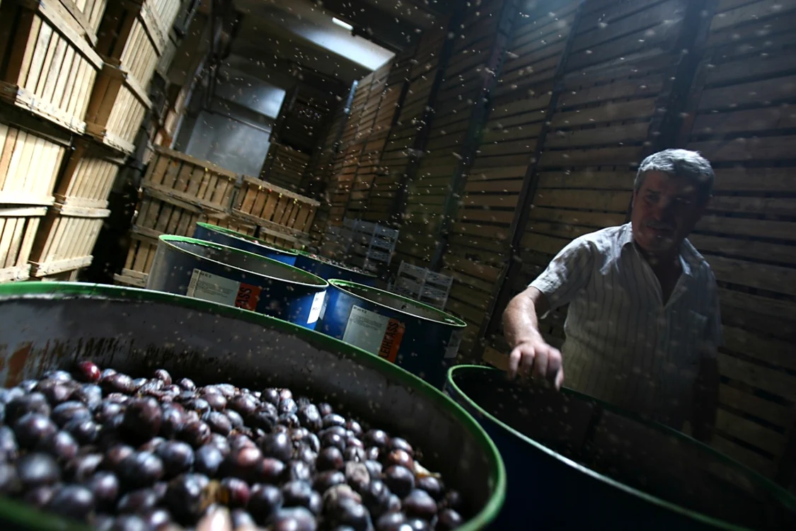 Producătorii de ţuică de prune au de suferit din cauza producţiei slabe FOTO Adevărul