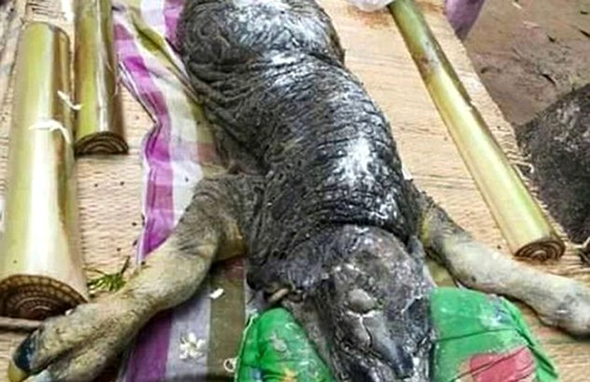 
    Adevărat monstru, descoperit în Thailandafoto: dailymail.co.uk  