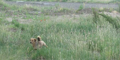 Doar câinii comunitari îşi mai fac veacul pe terenul pe care trebuiau să se ridice locuinţele