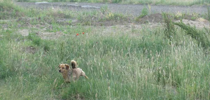 Doar câinii comunitari îşi mai fac veacul pe terenul pe care trebuiau să se ridice locuinţele