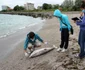 Delfini din Marea Neagră
