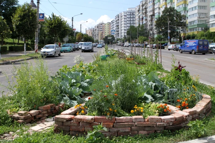 spatii verzi cluj