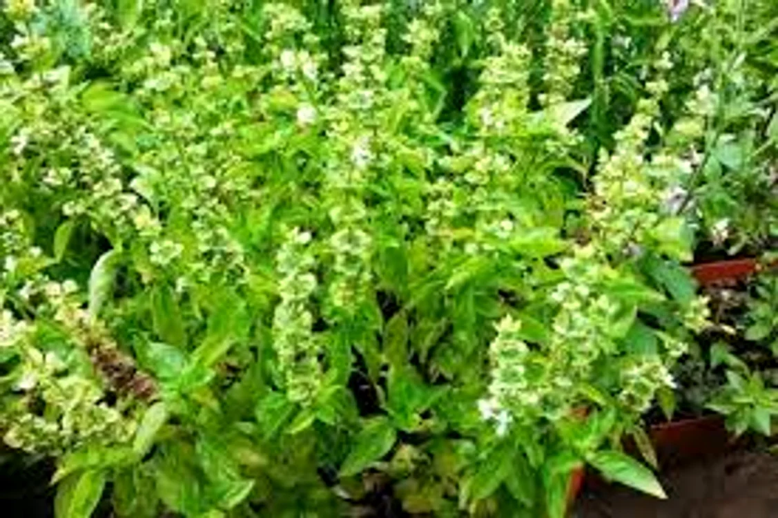 Busuiocul, regele plantelor aromatice, îndepărtează energiile negative din jurul nostru Sursa foto: Doxologia.ro