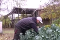 baby broccoli 0 jpeg