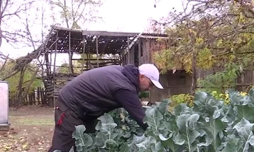 baby broccoli 0 jpeg